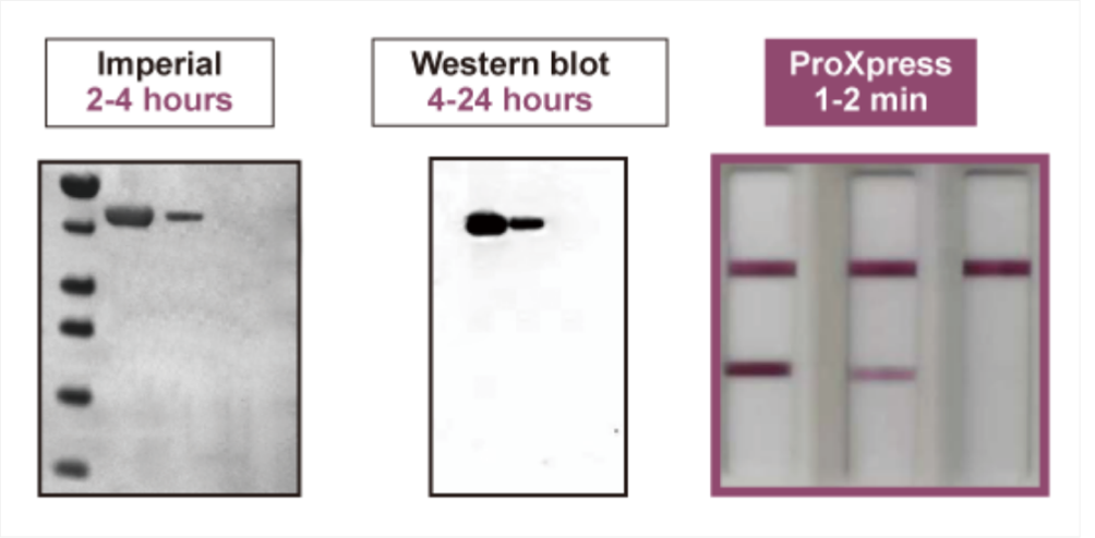 ProXpress蛋白快速检测案例分享