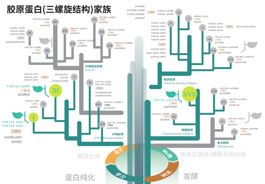 人全长重组胶原蛋白