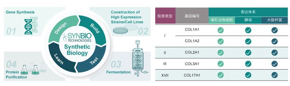 重组胶原蛋白—案例分享