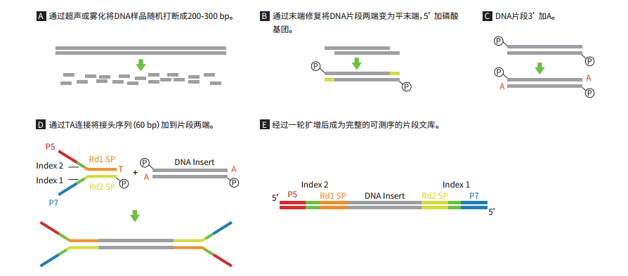 Syno® Adapters操作指南